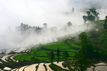 yunnan_rice-01.jpg