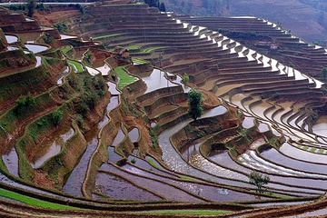 yunnan_rice-06.jpg